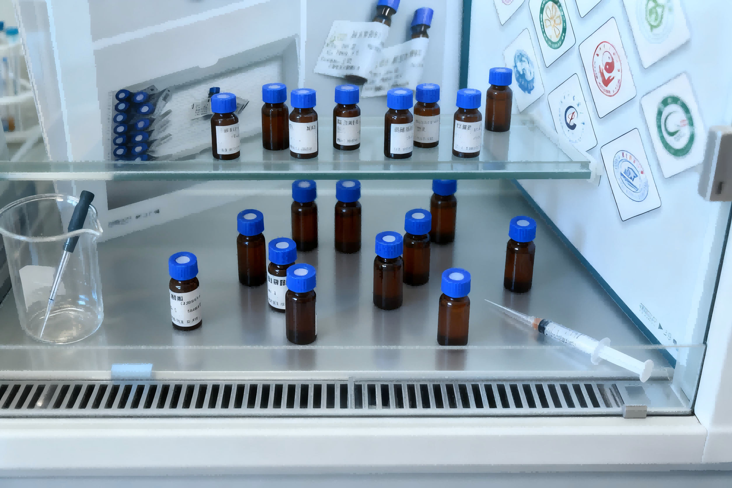 ���ȩ��������