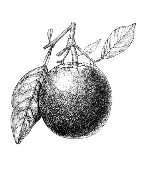 ʵҩ 