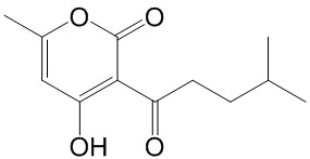 ޽ͪ