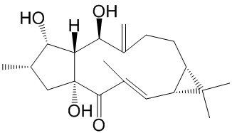 ǧӶƴ 