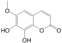 Ƥ 