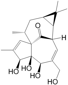 ޴ꪴ 